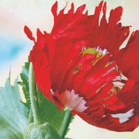 Pavot 'Danish Flag' rouge 1 m² - Semences de fleurs - Graines