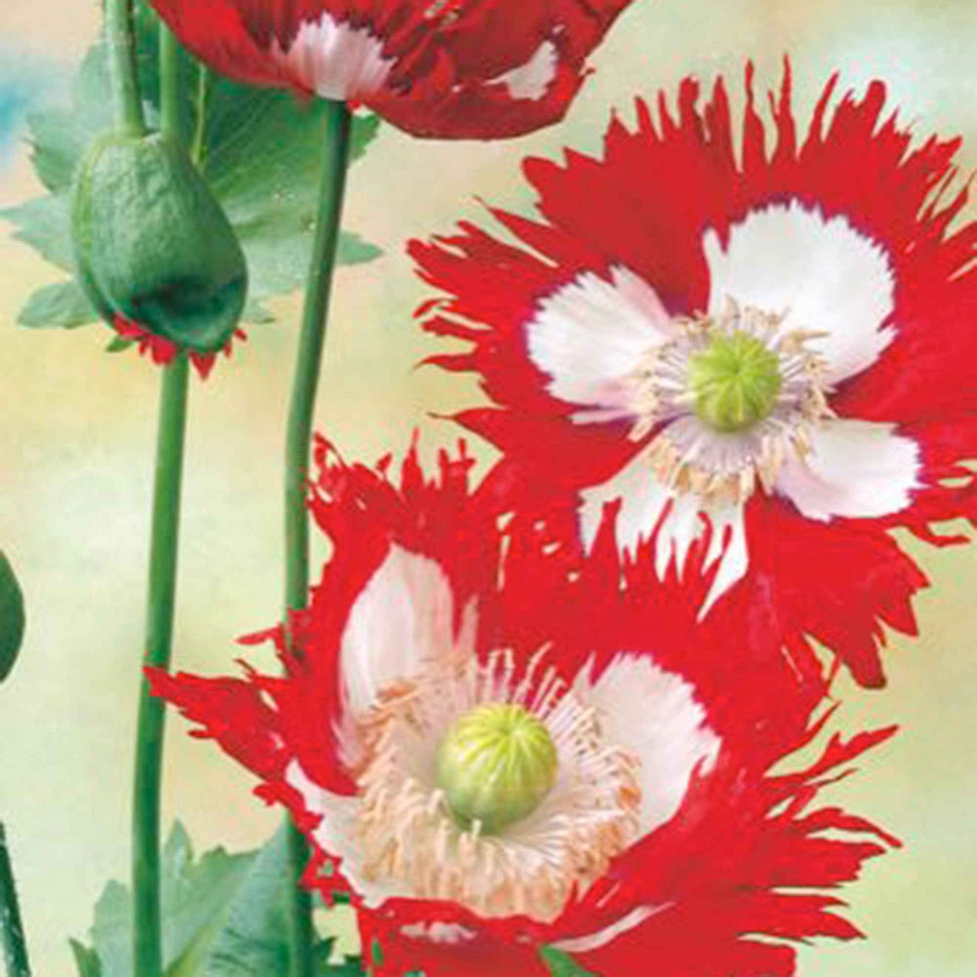 Pavot 'Danish Flag' rouge 1 m² - Semences de fleurs - Plantes d'extérieur