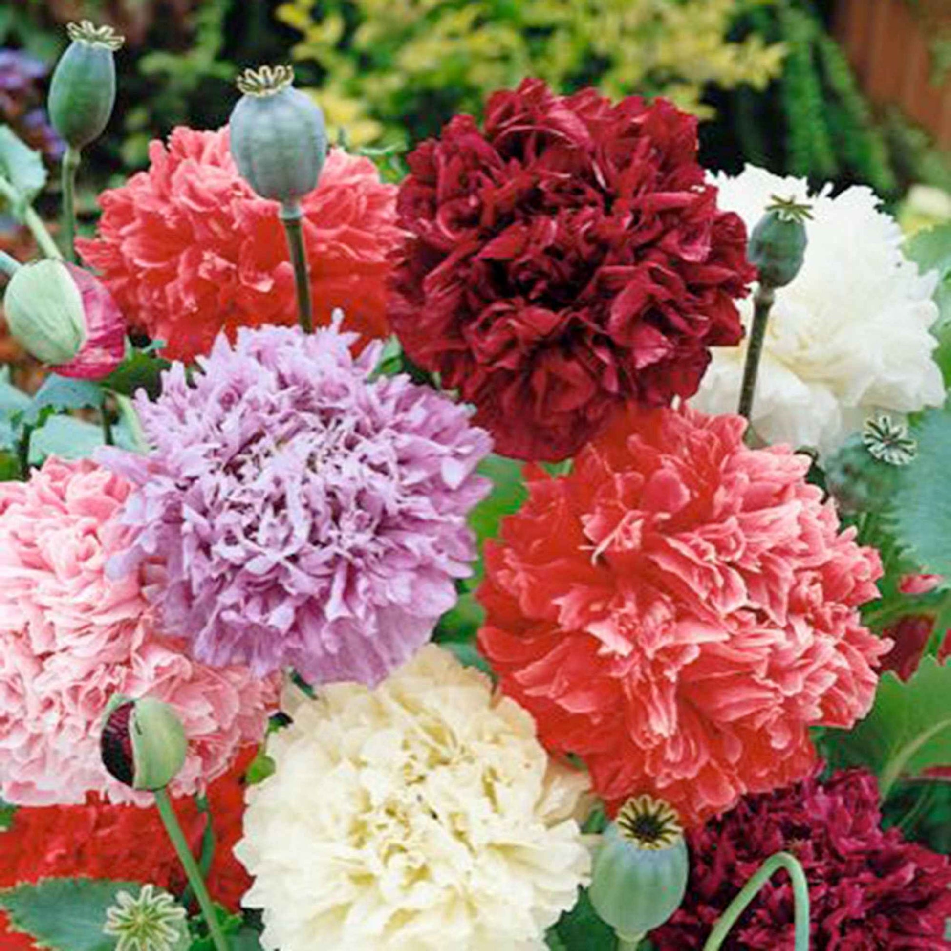 Pavot paeoniflorum rouge-violet-rose 1 m² - Semences de fleurs - Caractéristiques des plantes