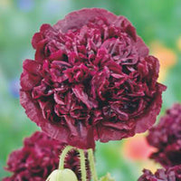 Pavot 'Black Paeony' violet 1 m² - Semences de fleurs - Caractéristiques des plantes