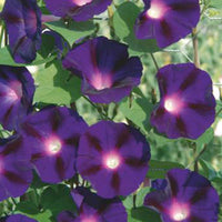 Ipomée Ipomoea 'Knowlians Black' violet 10 m² - Semences de fleurs - Caractéristiques des plantes