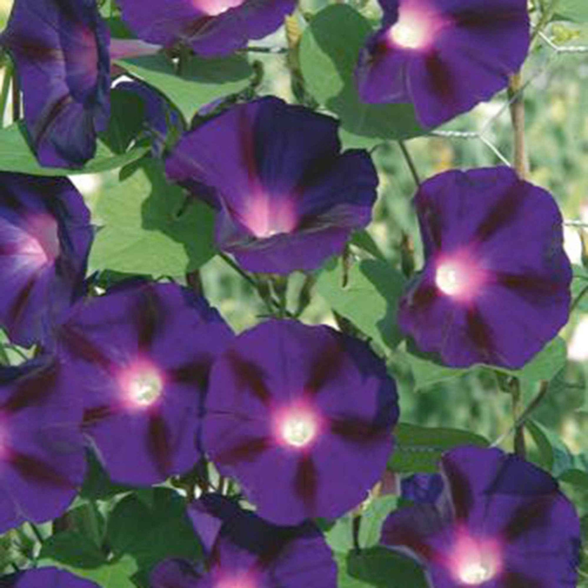 Ipomée Ipomoea 'Knowlians Black' violet 10 m² - Semences de fleurs - Plantes d'extérieur