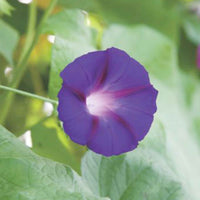 Ipomée Ipomoea 'Knowlians Black' violet 10 m² - Semences de fleurs - Jardin sauvage