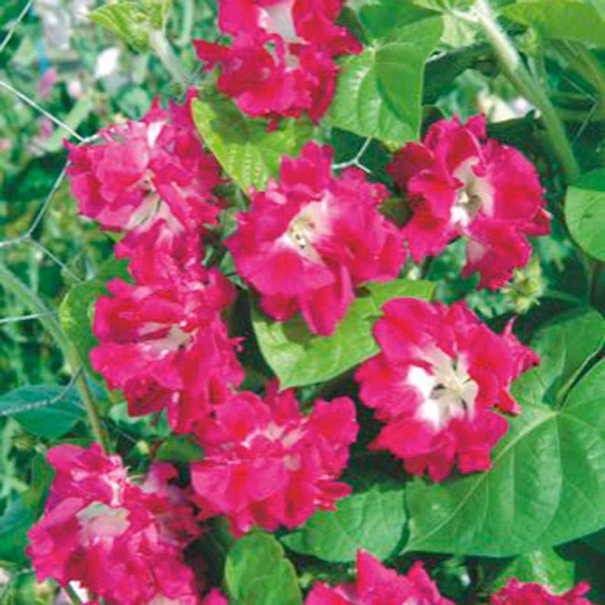 Ipomée Ipomoea tricolor rose 10 m² - Semences de fleurs - Plantes d'extérieur