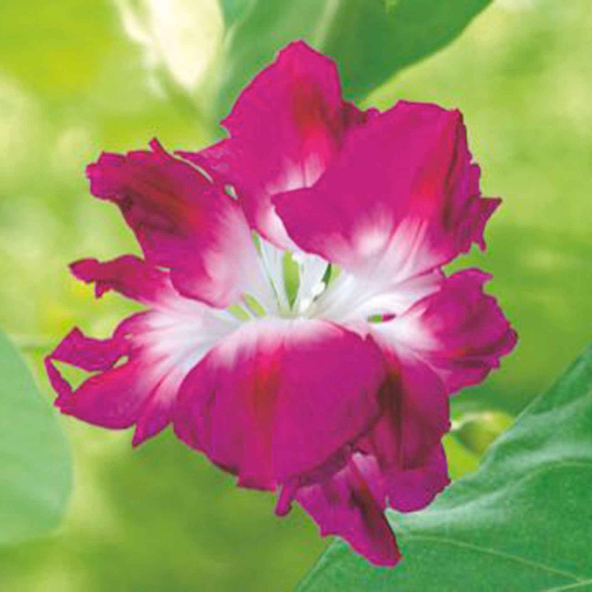 Ipomée Ipomoea tricolor rose 10 m² - Semences de fleurs - Graines