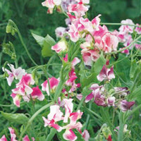 Pois de senteur Lathyrus 'Unwin' rose 2 m² - Semences de fleurs - Graines