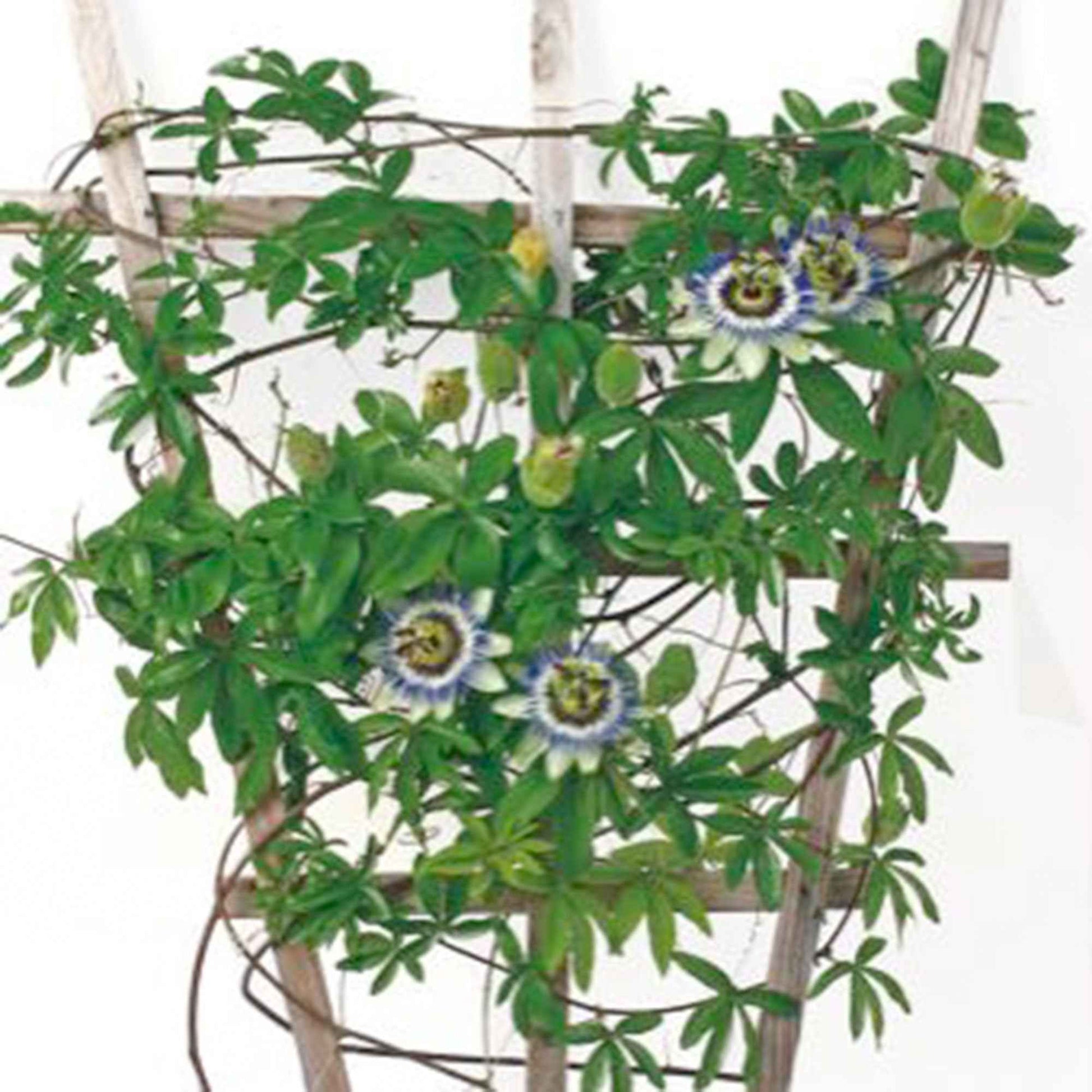 Graines de Passiflore caerulea – Passiflore bleue. Plante grimpante