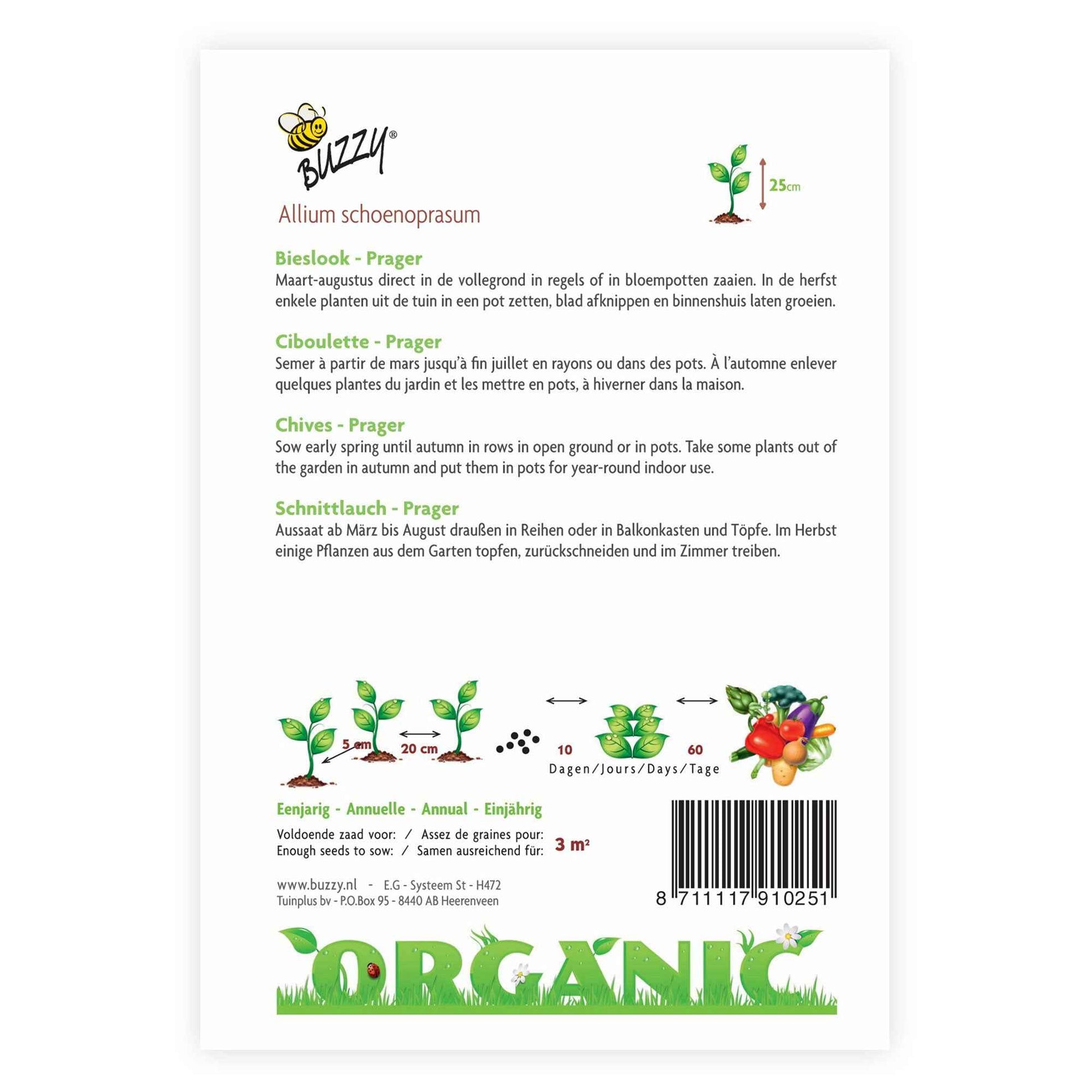 Ciboulette Allium 'Prager' - Biologique 4 m² - Semences d’herbes - Potager