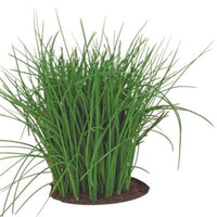 Ciboulette Allium 'Prager' - Biologique 4 m² - Semences d’herbes - Graines d’herbes aromatiques