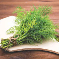 Aneth - Herbes Aromatiques