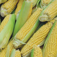 Maïs doux Zea 'Golden Bantam' - Biologique 12 m² - Semences de légumes - Caractéristiques des plantes