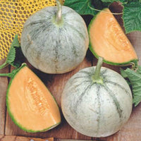 Melon Cucumis 'Charentais' - Biologique 3 m² - Semences de fruits - Potager
