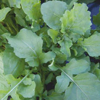 Roquette Eruca sativa - Biologique 7 m² - Semences d’herbes - Graines d’herbes aromatiques