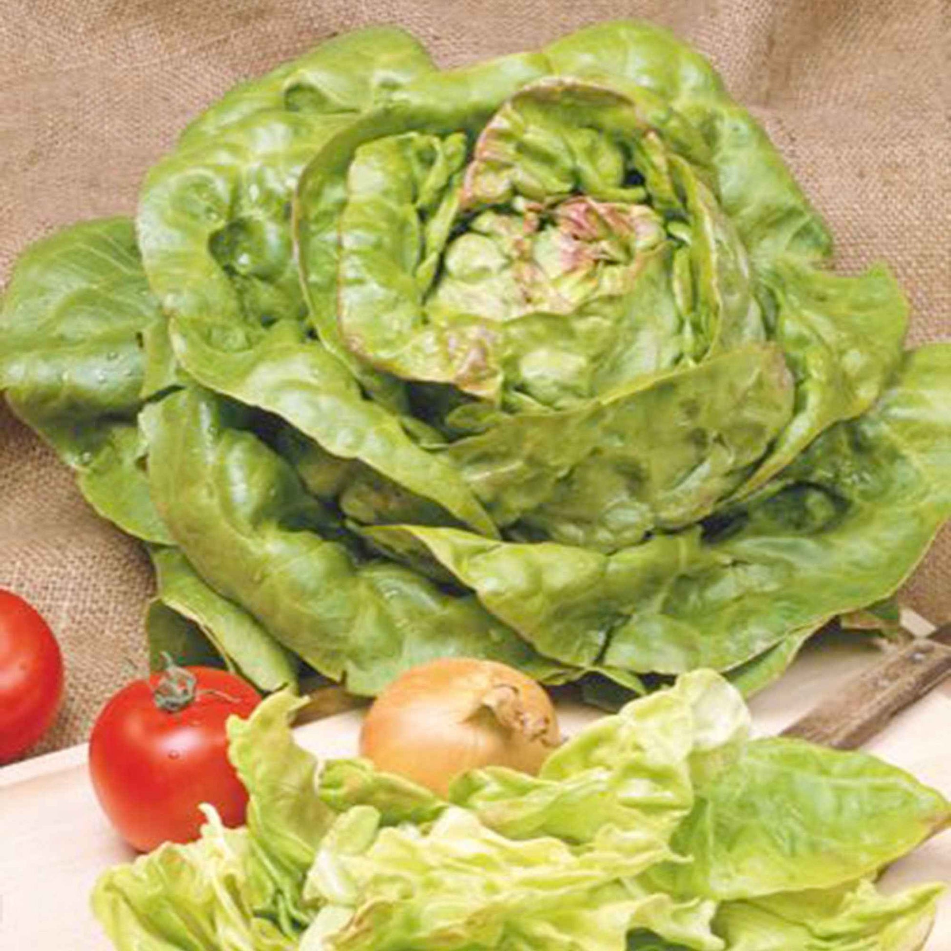 Laitue Lactuca 'Meikoningin' - Biologique 30 m² - Semences de légumes - Légumes