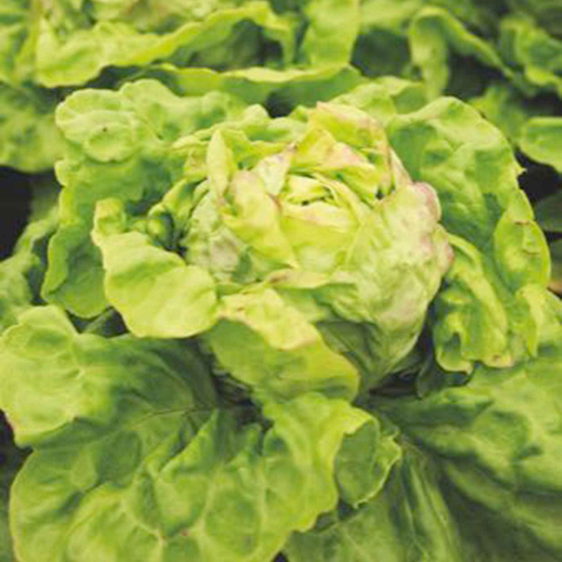 Laitue Lactuca 'Hilde II' - Biologique 35 m² - Semences de légumes - Kit de culture pour légumes