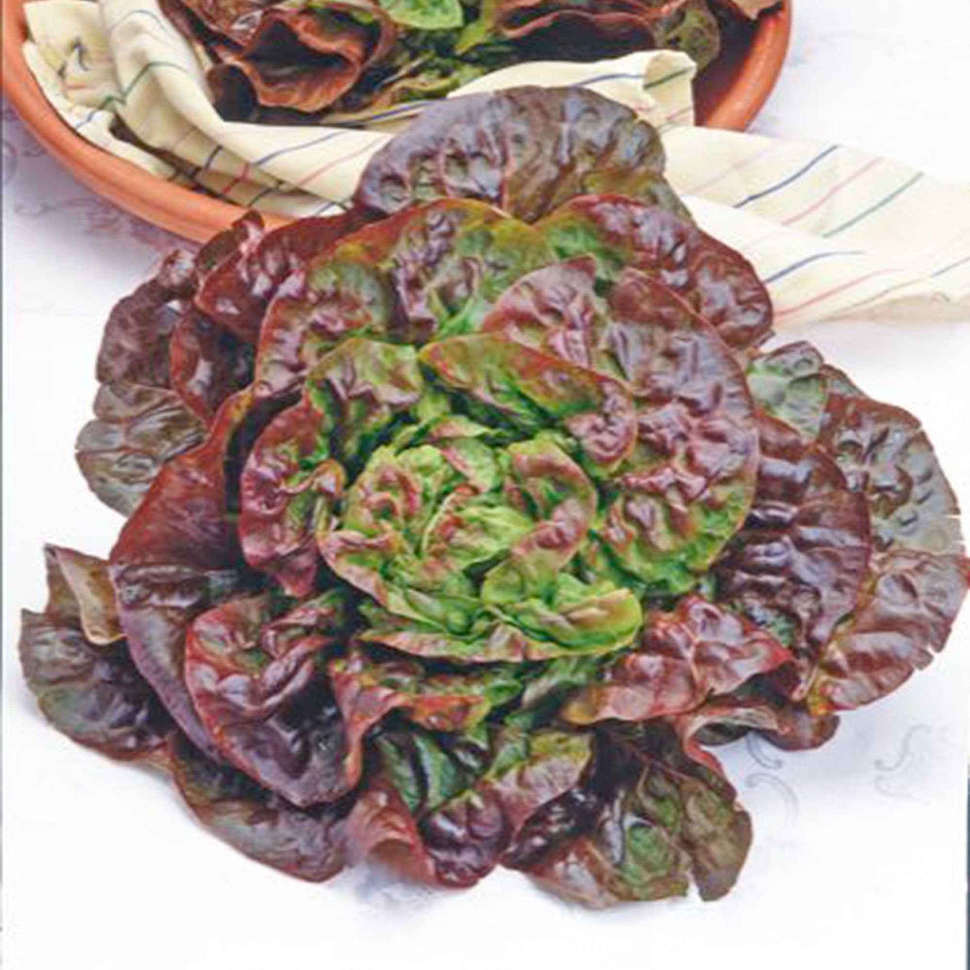 Laitue Lactuca 'Wonder van Vier Jaargetijden' - Légumes