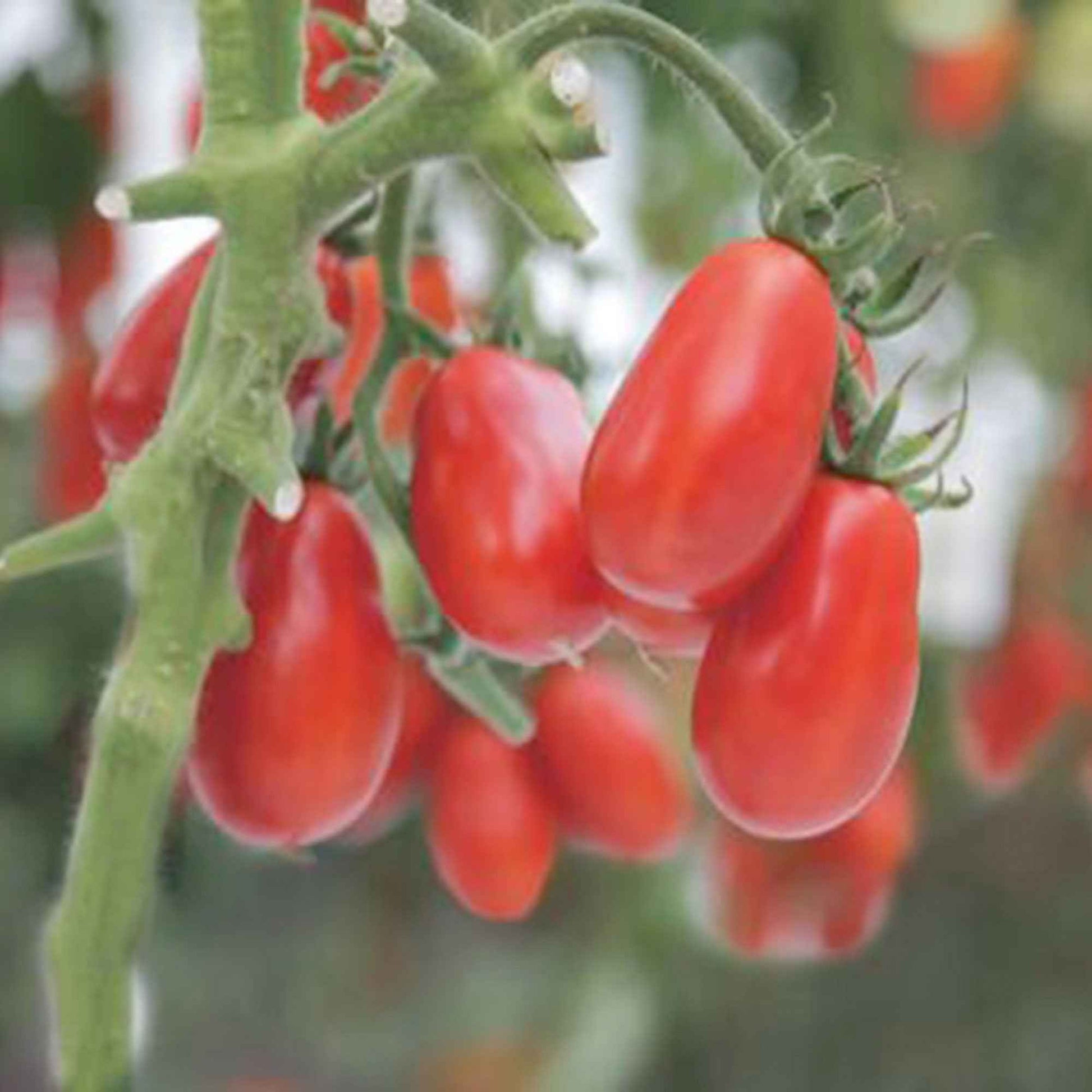 Tomate Solanum 'Shirley' - Bio 10 m² - Semences de légumes - Caractéristiques des plantes