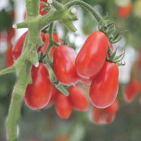 Tomate Solanum 'Shirley' - Bio 10 m² - Semences de légumes - Graines bio
