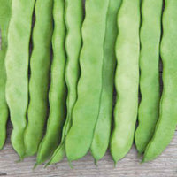 Haricot sabre à rames Phaseolus 'Helda' - Bio 12 m² - Semences de légumes - Graines bio