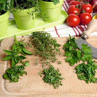 Herbes aromatiques - Mélange incl. pots verts et plateau - Semences d’herbes - Graines