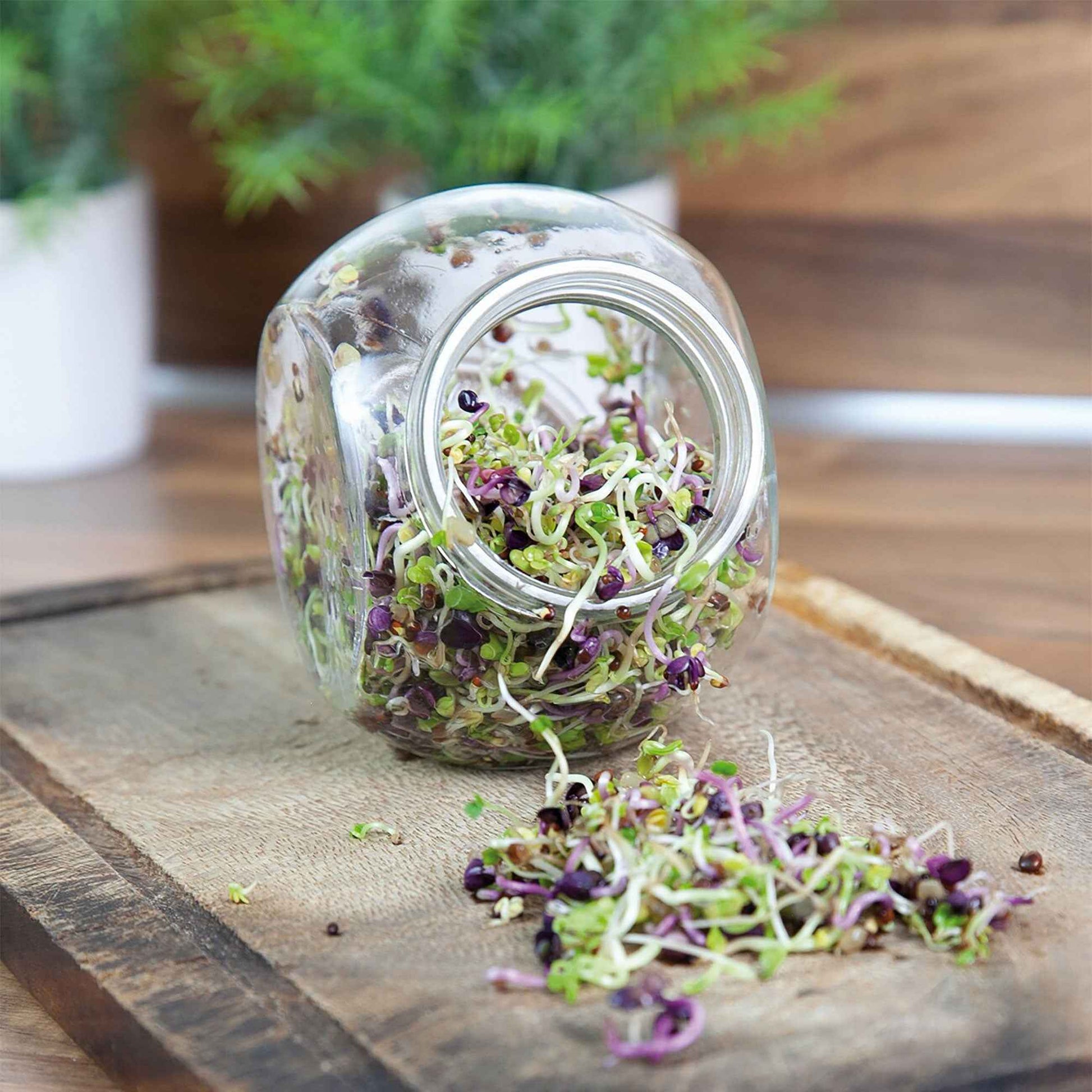 Graines à germer Mélange de salade épicé - Biologique incl. kit de culture - Semences de légumes - Idées cadeaux