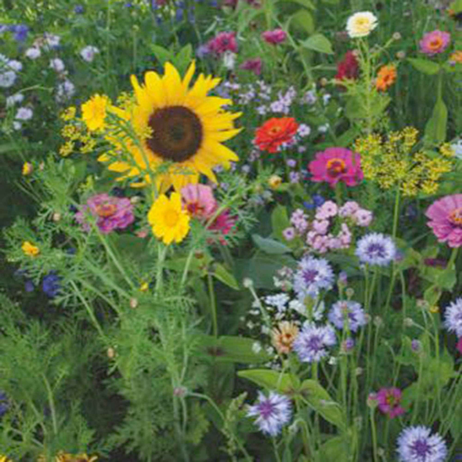 Fleurs d'été - Mélange 1 m² - Semences de fleurs - Caractéristiques des plantes