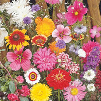 Fleurs coupées - Mélange 1 m² - Semences de fleurs - Caractéristiques des plantes
