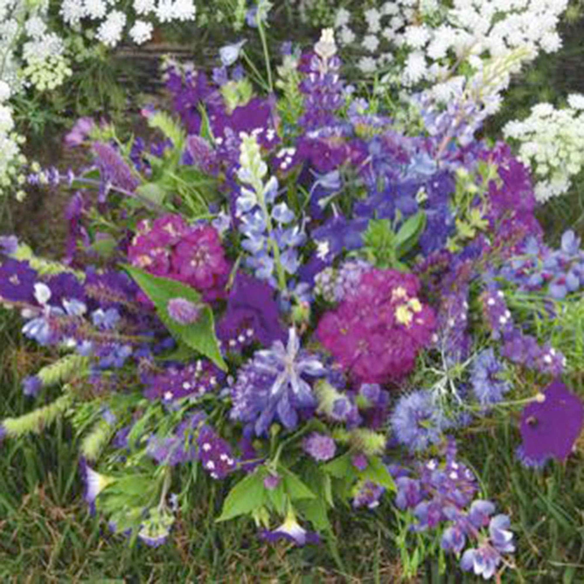 Fleurs d'été - Mélange bleu 1 m² - Semences de fleurs - Caractéristiques des plantes