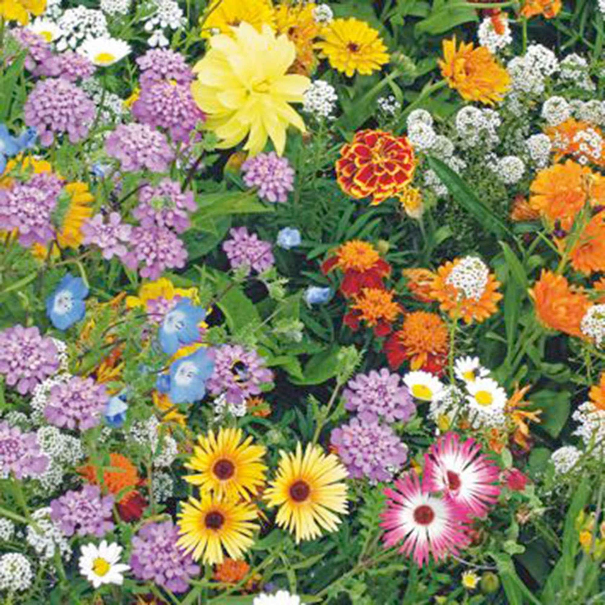 Fleurs qui attirent les abeilles - Mélange 15 m² - Semences de fleurs - Caractéristiques des plantes