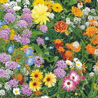 Fleurs qui attirent les abeilles - Mélange 15 m² - Semences de fleurs - Plantes d'extérieur