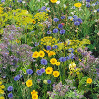 Fleurs qui attirent les abeilles Mélange - Biologique 2 m² - Semences de fleurs - Arbustes à papillons et plantes mellifères