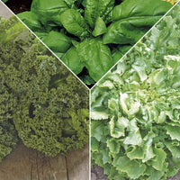 Pack smoothie végétal 'Vert Vibrant' - Semences de légumes - Caractéristiques des plantes