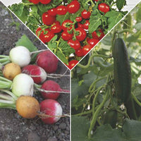 Pack de collation végétale 'Snack Savoureux' - Semences de légumes - Entretien du potager