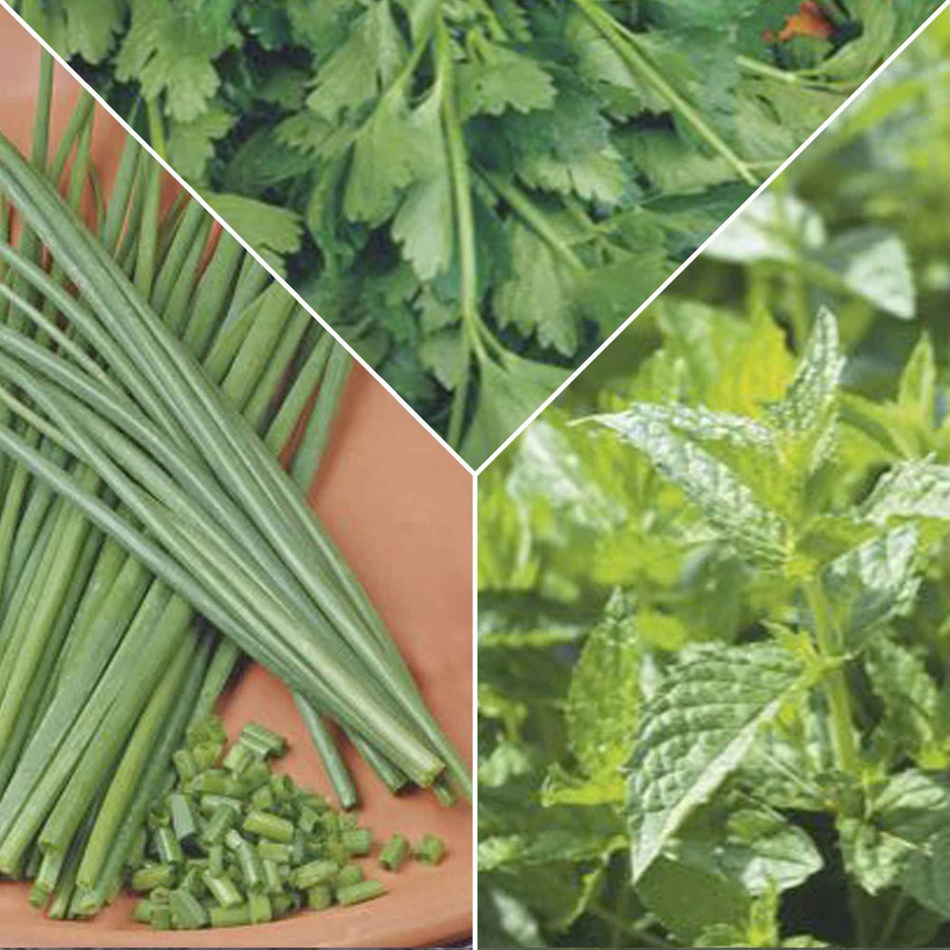 Pack d'herbes aromatiques 'Épices Énergiques' - Semences d’herbes - Entretien du potager