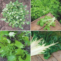 Pack de cueillette 'Récolte Récréative' - Biologique - Semences de légumes - Entretien du potager
