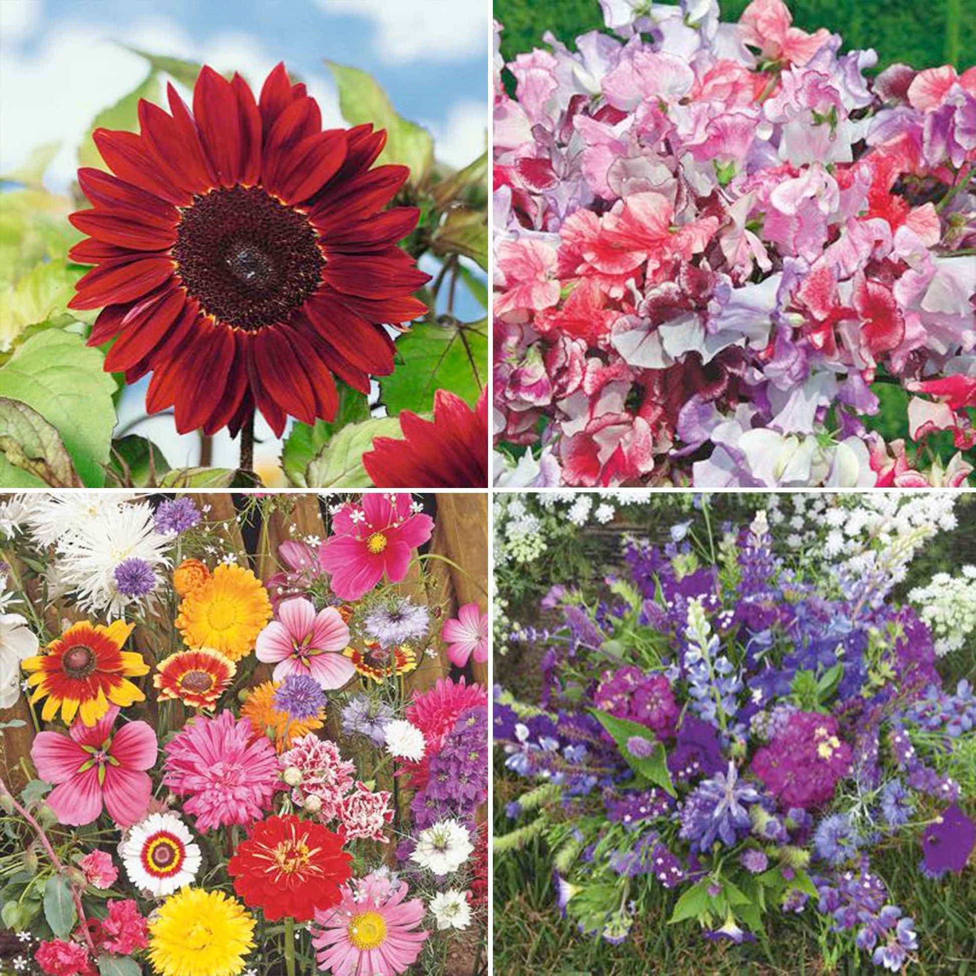 Pack de fleurs coupées 'Bouquet Bourgeonnant' - Semences de fleurs - Caractéristiques des plantes