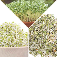 Pack de graines germées 'Germe Gaillard' - Biologique - Semences de légumes - Caractéristiques des plantes