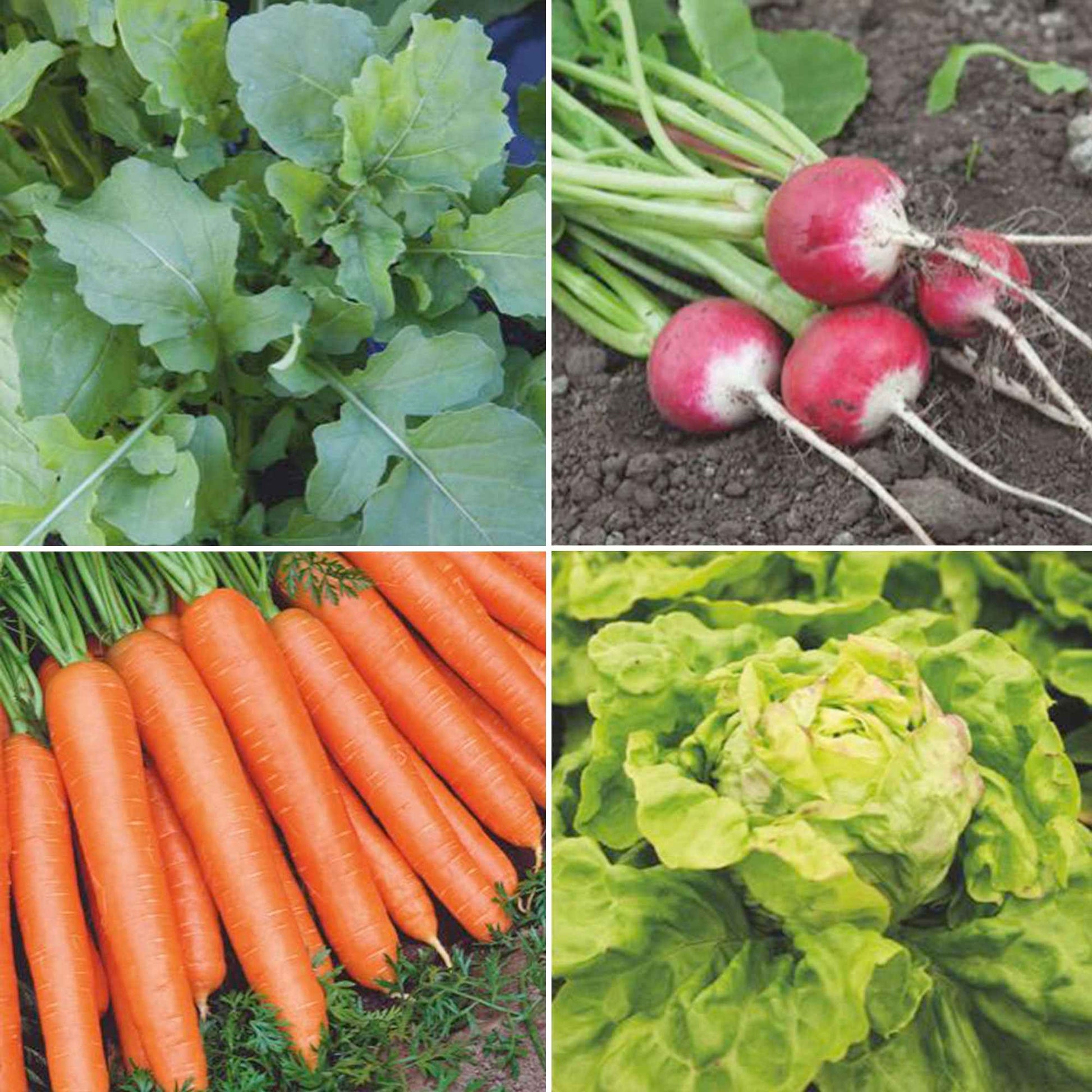 Pack de jardinage pour débutants 'Potager Pratique' - Biologique - Semences de légumes - Carottes