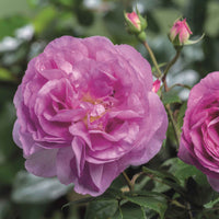 Rosier Rosa 'Saphir'®  Violet - Plantes d'extérieur