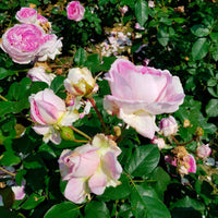 Rosier Rosa 'Saphir'®  Violet - Espèces de plantes