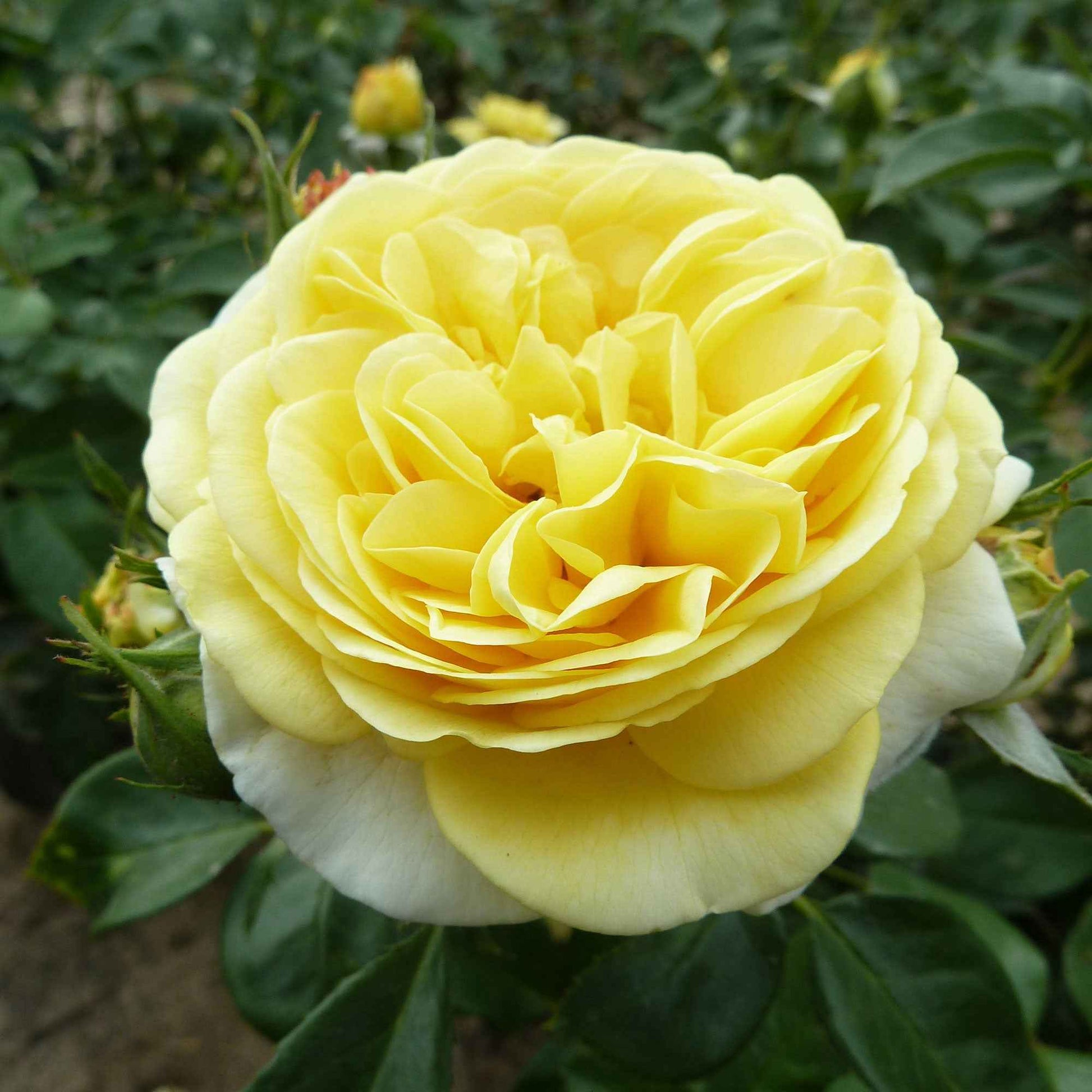 Rosier multiflore Rosa 'Inka' jaune - Espèces de plantes