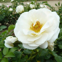 Rosier Rosa 'Sirius'®  Crème-Rose - Plantes d'extérieur