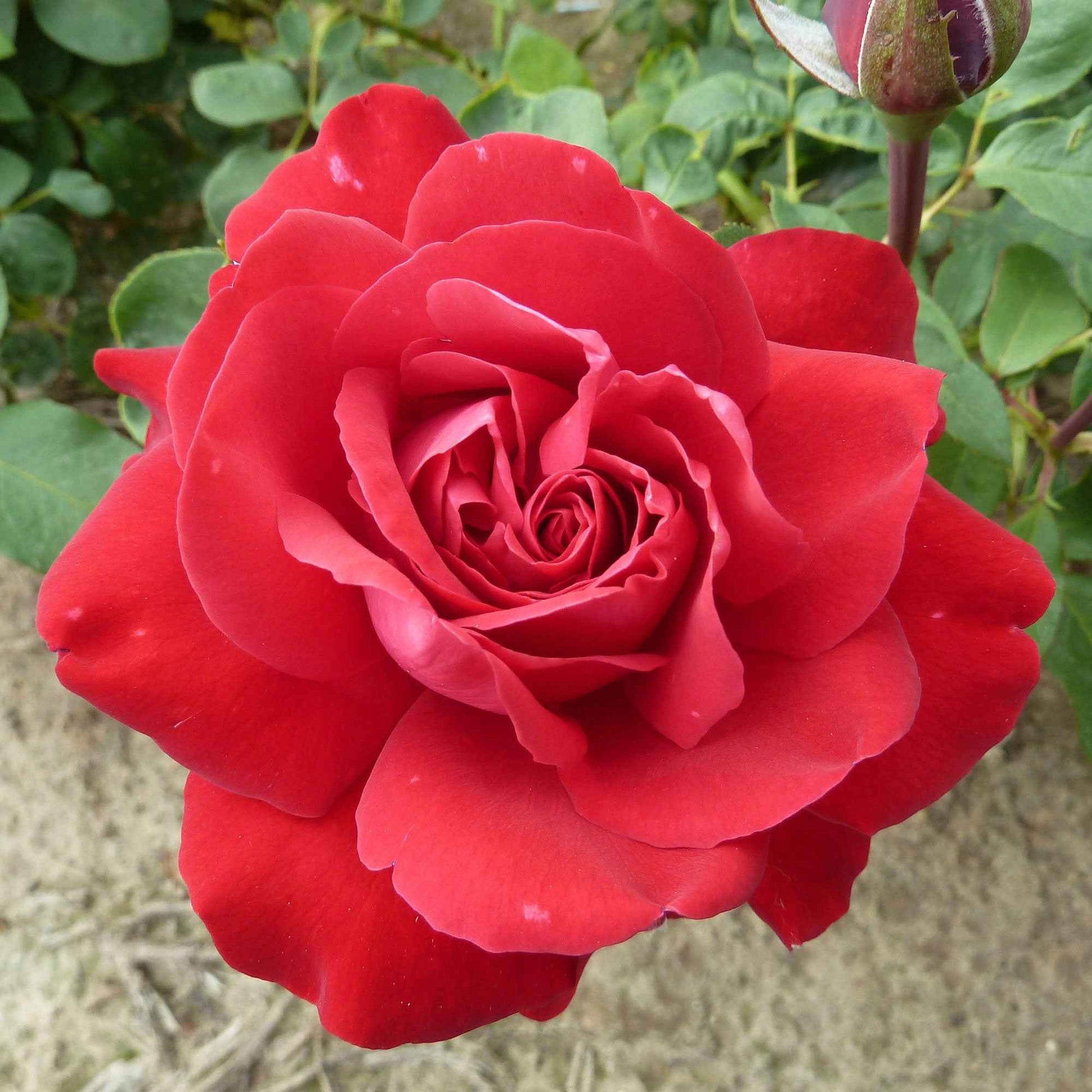 Rosa 'Störtebeker'®  Rosier à grandes fleurs Rouge - Plantes d'extérieur