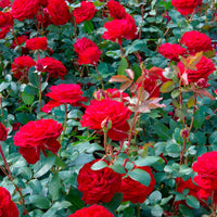 Rosa 'Störtebeker'®  Rosier à grandes fleurs Rouge - Caractéristiques des plantes