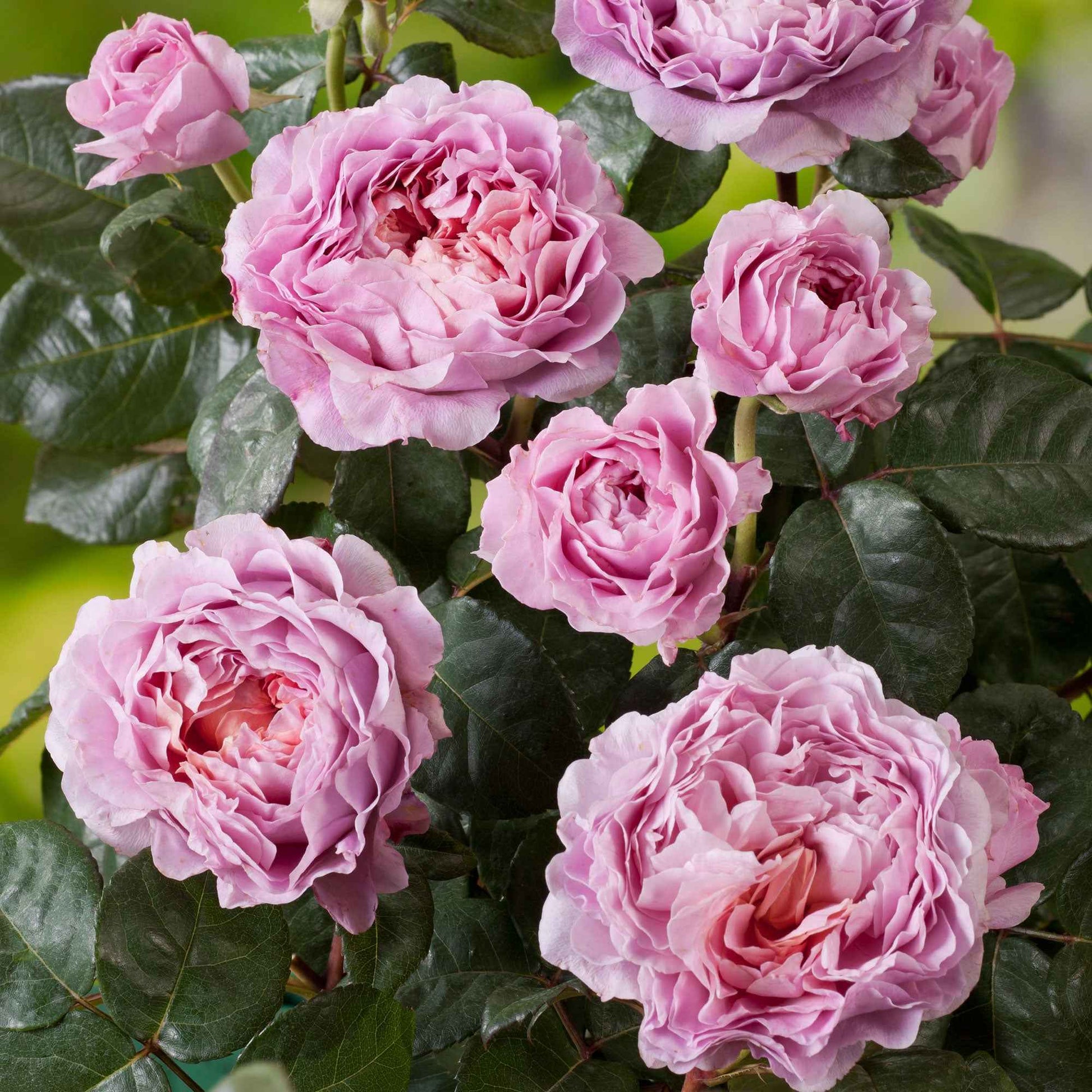 Rosier à grandes fleurs Rosa 'Eisvogel'®  Rose - Caractéristiques des plantes