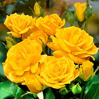 Rosier-tige Rosa 'Friesia'®  Jaune - Caractéristiques des plantes