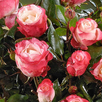 Rosier-tige Rosa 'Nostalgie'®  Multicolore - Caractéristiques des plantes