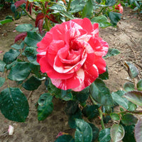 Rosier à grandes fleurs Rosa 'Broceliande'® Rouge-Jaune - Arbustes à papillons et plantes mellifères