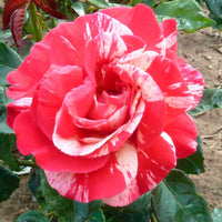 Rosier à grandes fleurs Rosa 'Broceliande'® Rouge-Jaune - Espèces de plantes