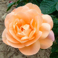 Rosier à grandes fleurs Rosa 'Isabelle Autissier'® Rose-Jaune - Plantes d'extérieur